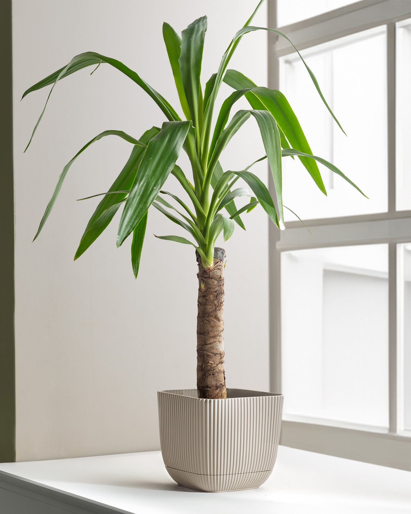 Abella Flower Pot 1800 Ml - Madame Coco JO