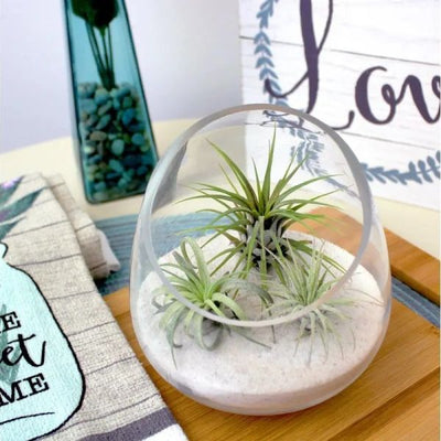 ARMN Anchor Glass Vase/Nut Bowl 23×13 cm – Elegant